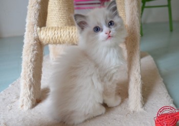 chaton blue bicolour - 7 semaines - Chatterie Ragdolls du Val de Beauvoir